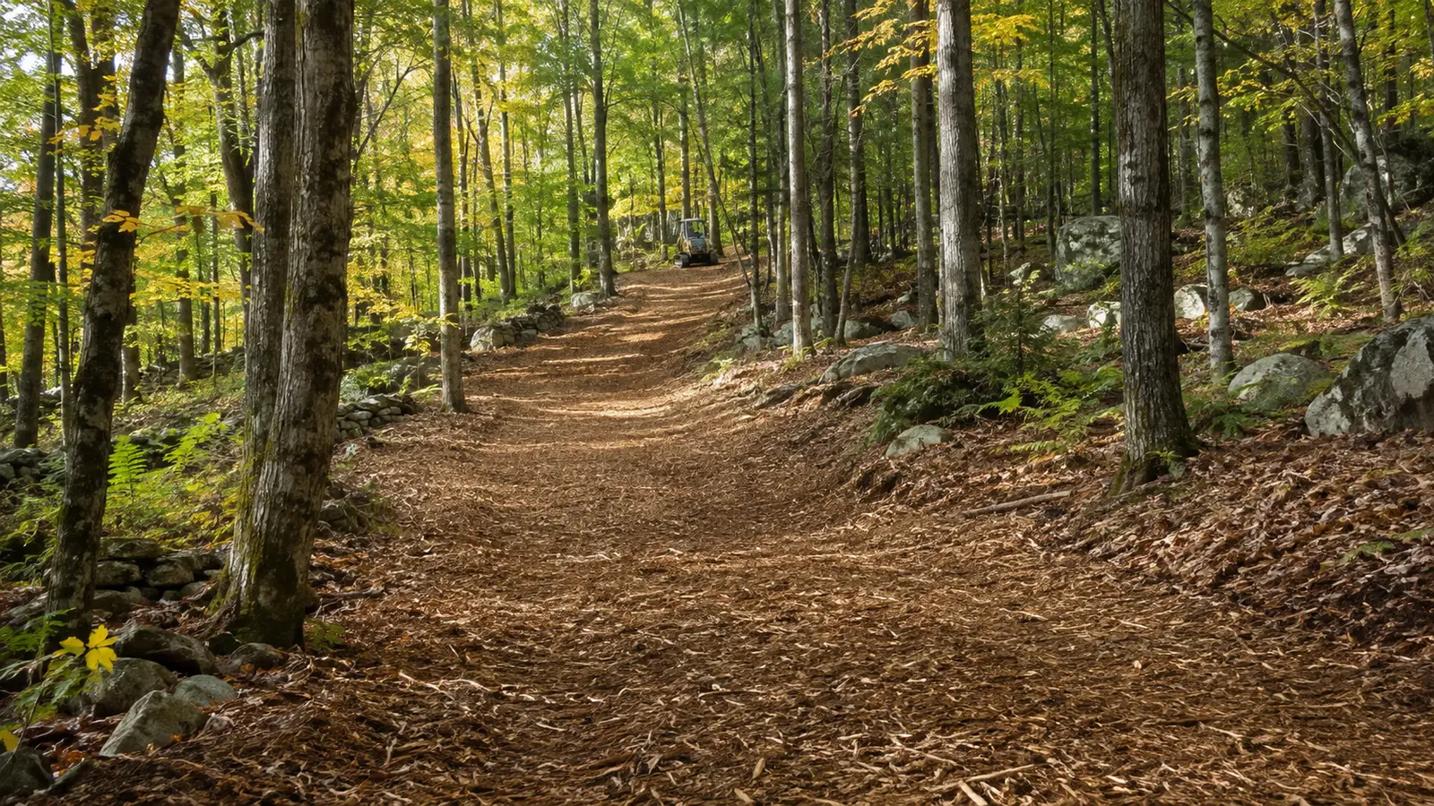 Selective vegetation clearing along sloped woodland ground